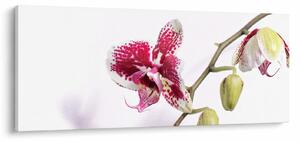 Obraz kvetu orchidey (120x50 cm)