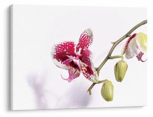 Obraz kvetu orchidey (70x50 cm)