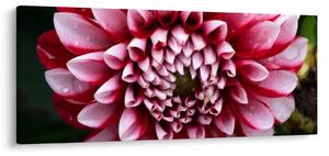 Obraz ružovej Dahlie (120x50 cm)