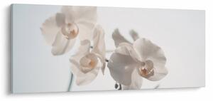 Obraz bielej orchidey (120x50 cm)