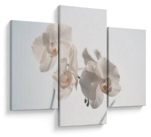 Obraz bielej orchidey (90x60 cm)