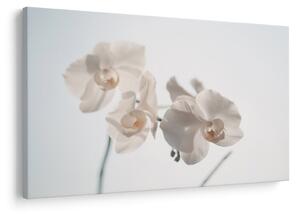 Obraz bielej orchidey (90x60 cm)