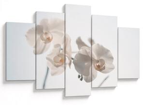 Obraz bielej orchidey (150x105 cm)