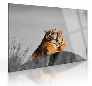 Sklenený obraz - Tigrice a jej mláďa, čiernobiely variant (70x50 cm)