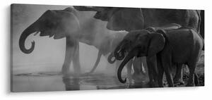 Obraz slonov - čiernobiely (120x50 cm)