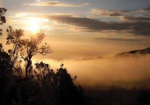 Fototapeta - Východ slnka nad hmlou lesa (254x184 cm)