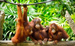 Fototapeta - Orangutan v džungli (152,5x104 cm)