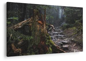 Obraz - V lese (90x60 cm)