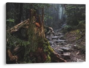 Obraz - V lese (70x50 cm)