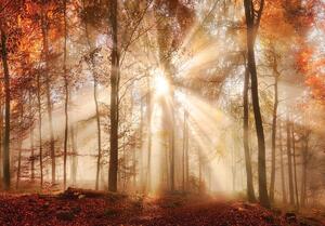 Fototapeta - Jesenný les v slnku (254x184 cm)