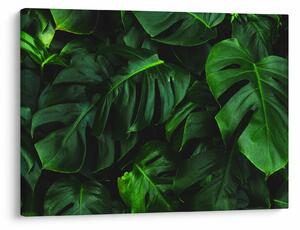 Obraz listov Monstery (70x50 cm)