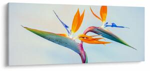 Obraz kvetu Strelícia (120x50 cm)