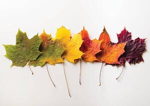 Fototapeta - Listy na jeseň (254x184 cm)