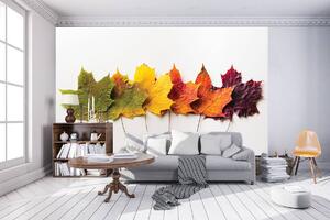 Fototapeta - Listy na jeseň (152,5x104 cm)