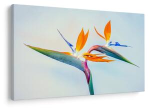 Obraz kvetu Strelícia (90x60 cm)