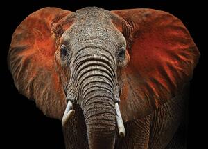 Fototapeta - Slon - červené uši (254x184 cm)
