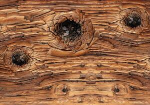Fototapeta - Detail dreva (152,5x104 cm)