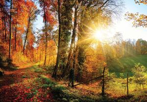 Fototapeta - Jesenný les (152,5x104 cm)