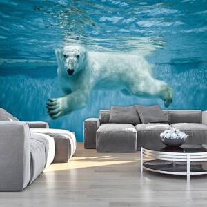 Fototapeta - Ľadový medveď (254x184 cm)