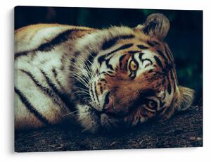 Obraz - Tiger Sibírsky (70x50 cm)