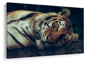 Obraz - Tiger Sibírsky (90x60 cm)
