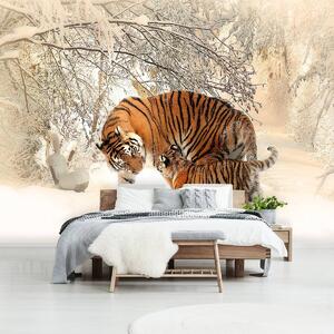 Fototapeta - Tigre na snehu (152,5x104 cm)