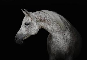 Fototapeta - Biely kôň (152,5x104 cm)
