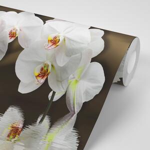 Samolepiaca tapeta orchidea a motýľ