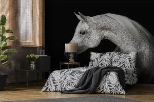Fototapeta - Biely kôň (152,5x104 cm)