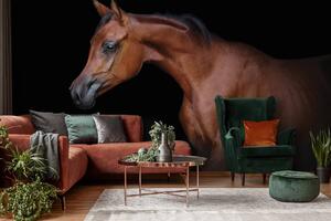 Fototapeta - Hnedý kôň na čiernom pozadí (152,5x104 cm)