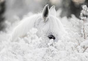 Fototapeta - Biely kôň na snehu (254x184 cm)