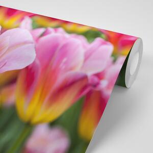 Fototapeta lúka ružových tulipánov
