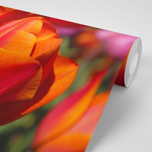 Fototapeta nádherné tulipány na lúke