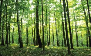 Fototapeta - Zelený les (152,5x104 cm)