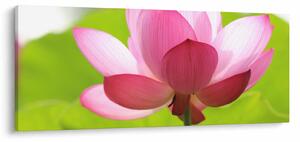 Obraz kvetu Lotusu (120x50 cm)