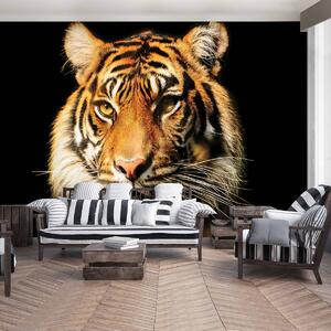 Fototapeta - Majestátny tiger (152,5x104 cm)