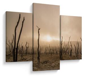 Obraz - Holé stromy (90x60 cm)