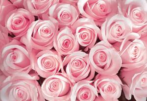 Fototapeta - Ružové ruže (152,5x104 cm)