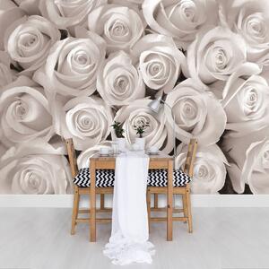 Fototapeta - Biele ruže (152,5x104 cm)