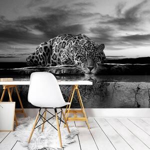 Fototapeta - Plazivý Jaguar v čiernobielej (254x184 cm)
