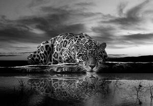 Fototapeta - Plazivý Jaguar v čiernobielej (152,5x104 cm)