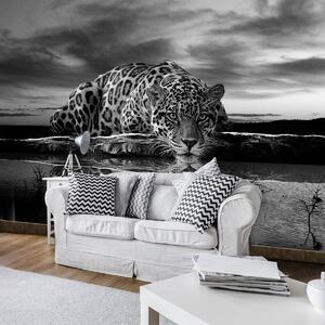 Fototapeta - Plazivý Jaguar v čiernobielej (254x184 cm)