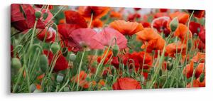 Obraz z poľa vlčích makov (120x50 cm)