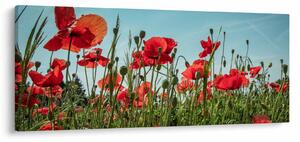 Obraz - Na poli vlčích makov (120x50 cm)