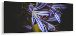 Obraz - Lila (120x50 cm)