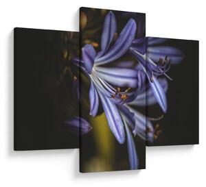 Obraz - Lila (90x60 cm)