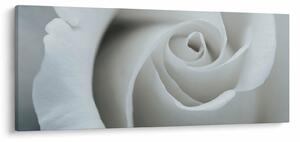 Obraz - Biela ruža (120x50 cm)