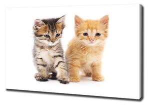 Foto obraz na plátne do obýváčky Hnedá a červená mačka