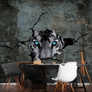 Fototapeta - Tiger s modrými očami (152,5x104 cm)