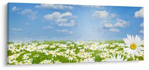 Obraz rozkvitnutej lúky s margarétkami (120x50 cm)